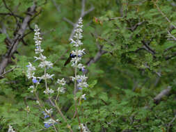 Salvia boegei Ramamoorthy resmi