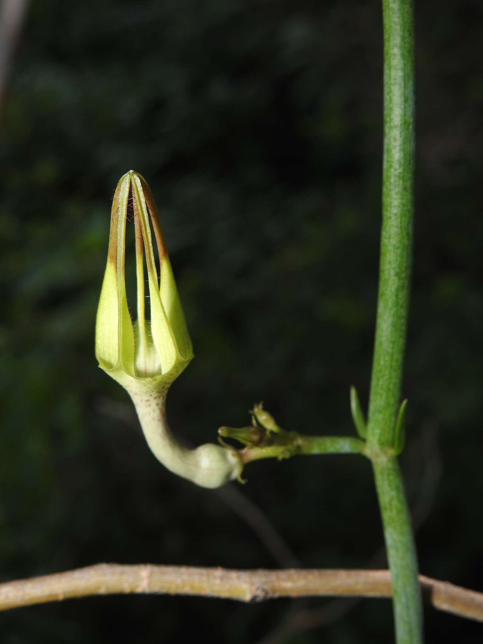 Image de Ceropegia juncea Roxb.