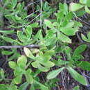 Image of Sedum praealtum subsp. praealtum