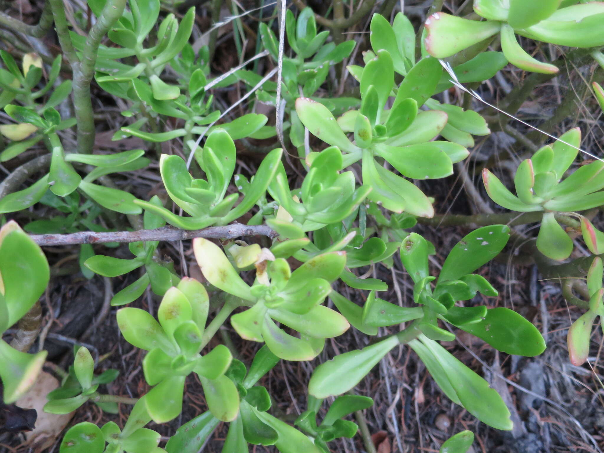 Image of Sedum praealtum subsp. praealtum