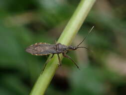 Image of Tapirocoris annulatus Hsiao & Ren 1981