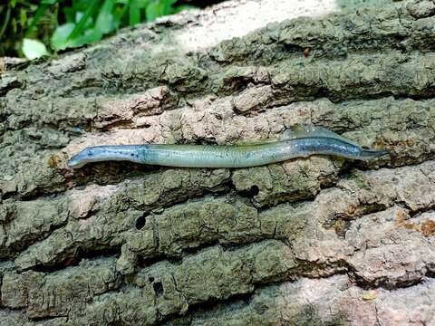 Image of European brook lamprey