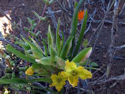 Image of Ferraria flava Goldblatt & J. C. Manning