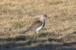 Image of Andean Lapwing