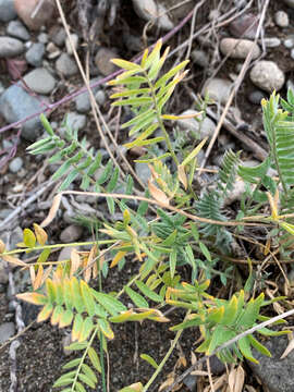 Imagem de Oxytropis campestris var. johannensis Fernald