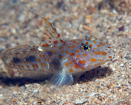 Image of Blotched goby