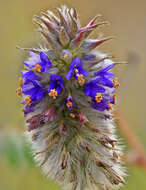 Image of glandleaf prairie clover