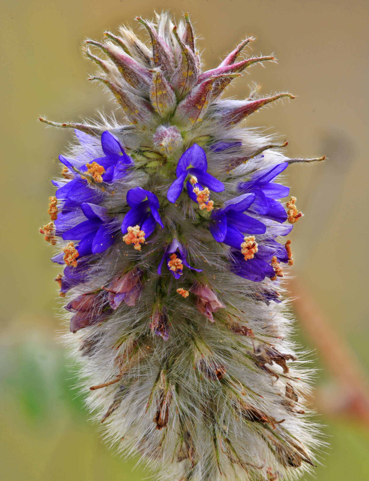 Image of glandleaf prairie clover