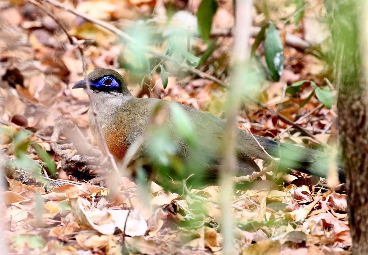 Image of Coquerel's Coua