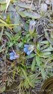 Image of Gentiana davidii var. formosana (Hayata) T. N. Ho