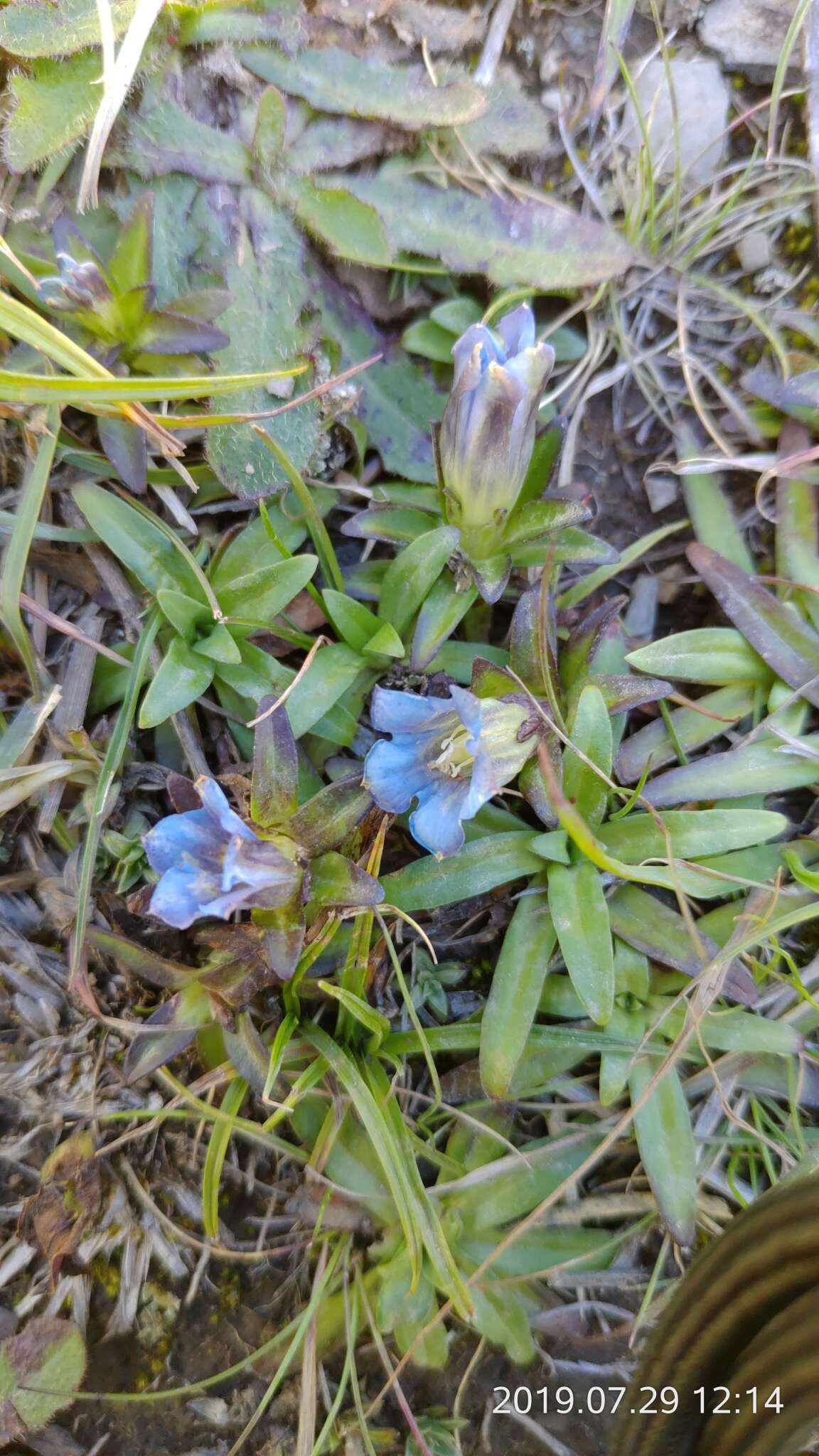 Image of Gentiana davidii var. formosana (Hayata) T. N. Ho