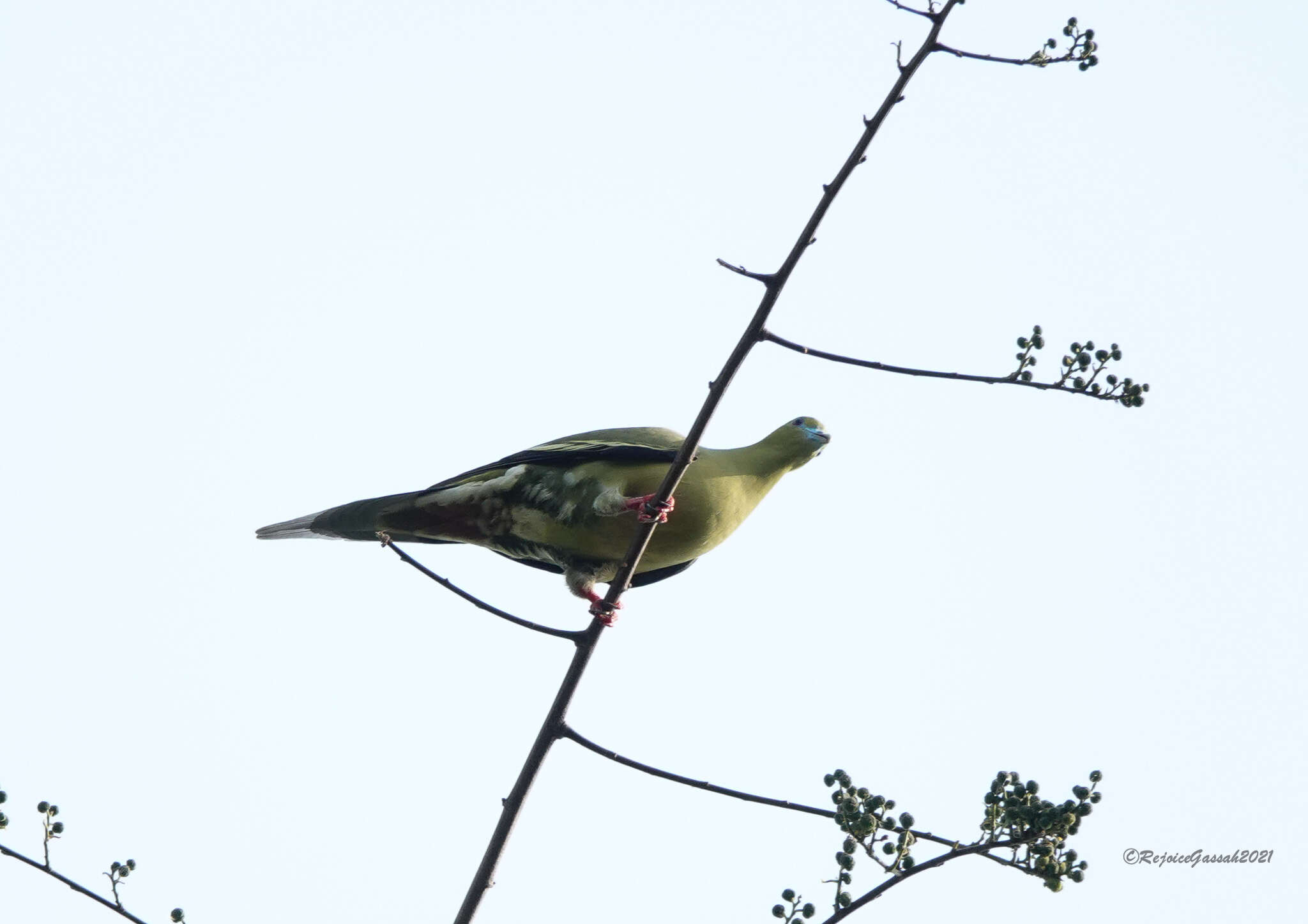 Image of Pin-tailed Green Pigeon