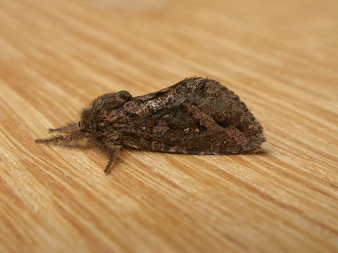 Image of <i>Oncopera brunneata</i> Tindale 1933