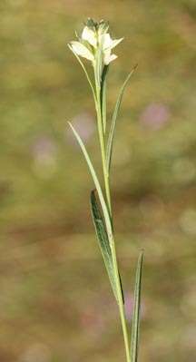 Image of Shrubby Primrose-Willow