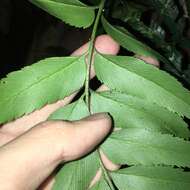 Image of Asplenium falcatum Lam.