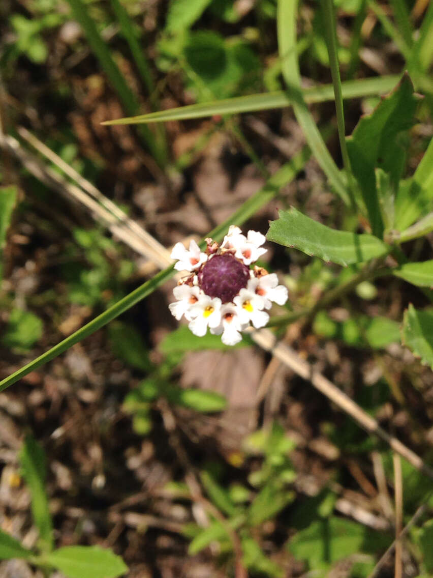 Phyla nodiflora (L.) Greene resmi