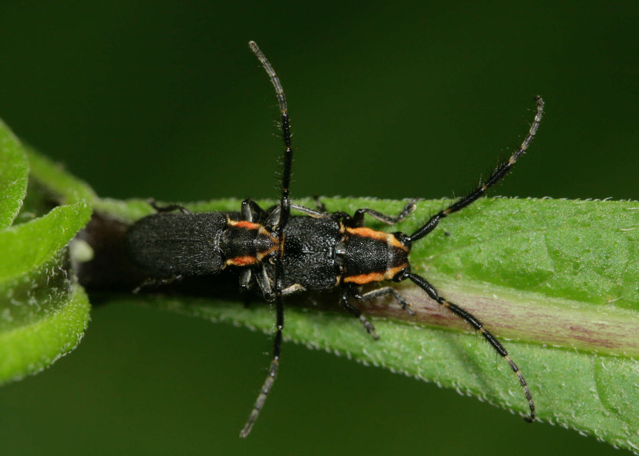 Image of Hemierana marginata ardens (Le Conte 1859)