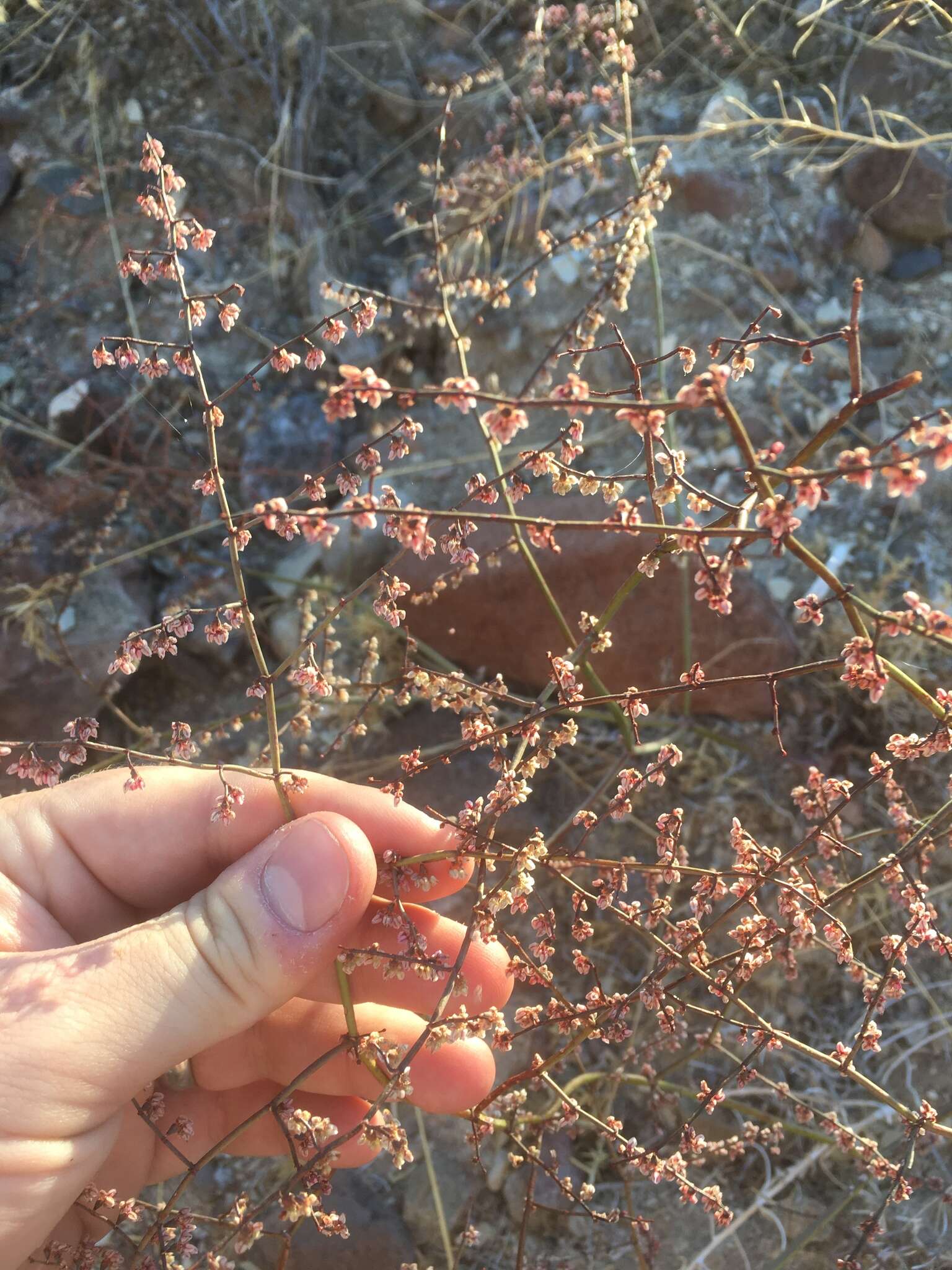 Eriogonum deflexum var. nevadense Reveal resmi