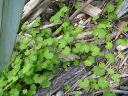 Imagem de Hydrocotyle novae-zealandiae var. robusta (Kirk) Cheesem.