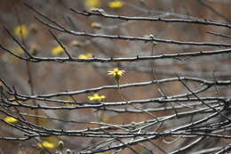 Image of rush bristleweed
