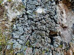 Image of Rimmed shingle lichen