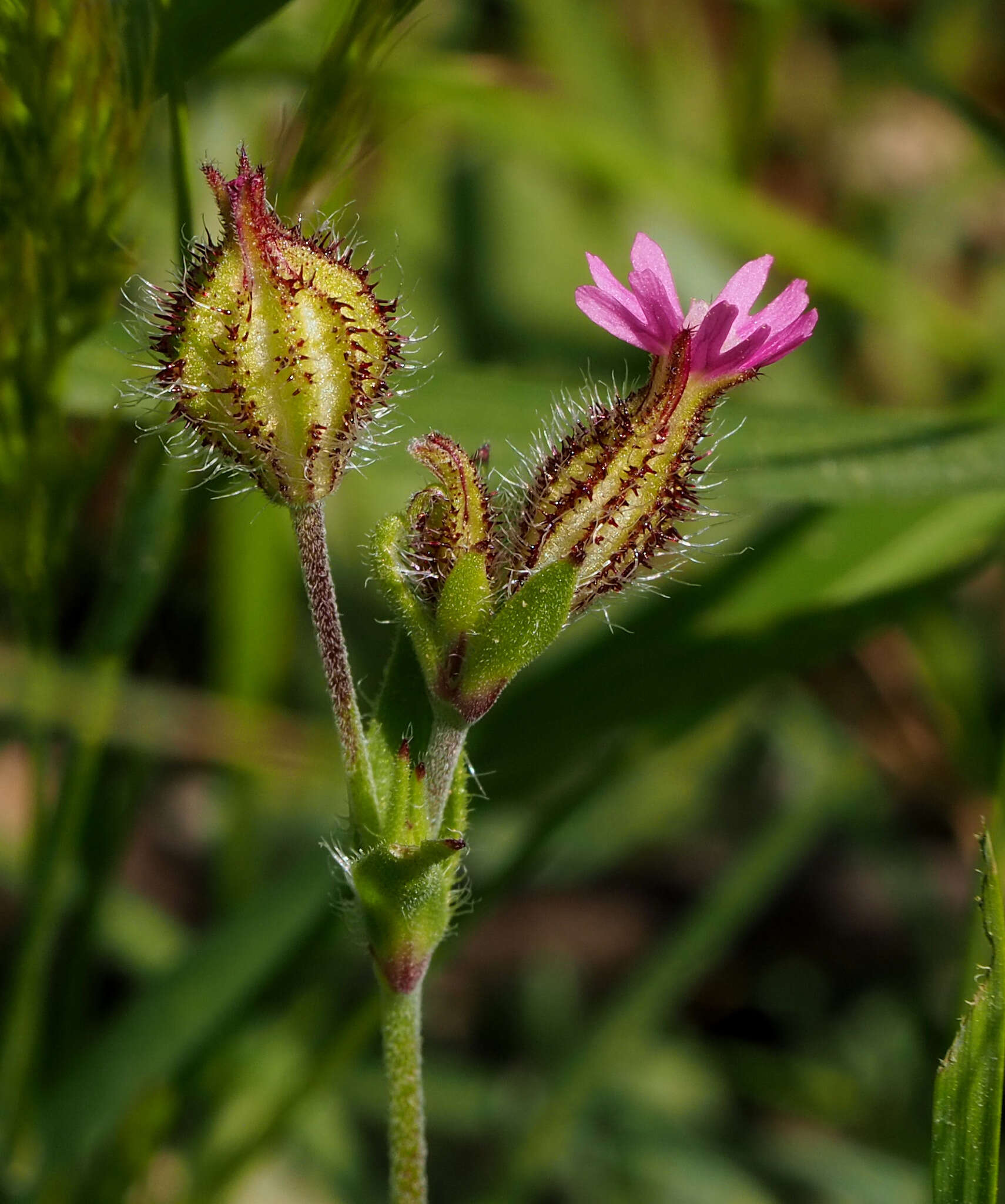 Imagem de Silene alexandrina (Aschers.) Danin