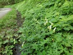 Imagem de Aconitum reclinatum A. Gray