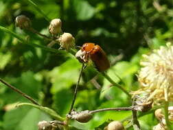 صورة Anomoea flavokansiensis Moldenke 1970