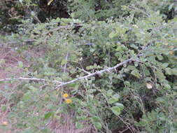 Image of Vachellia nilotica subsp. kraussiana (Benth.) Kyal. & Boatwr.