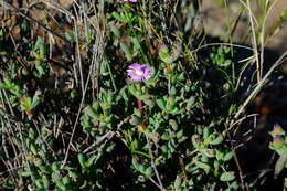 Ruschia lapidicola L. Bol. resmi