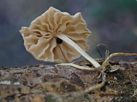 Plancia ëd Marasmiellus dendroegrus Singer 1973