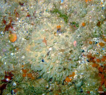 Image of chimney sponge