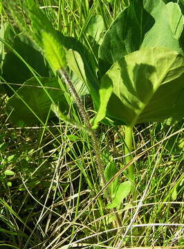 Imagem de Stachys aspera Michx.