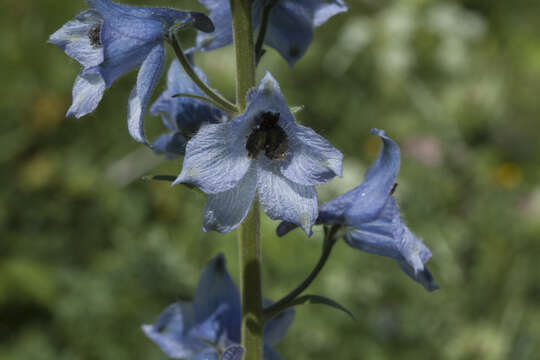 Image of Delphinium speciosum M. Bieb.