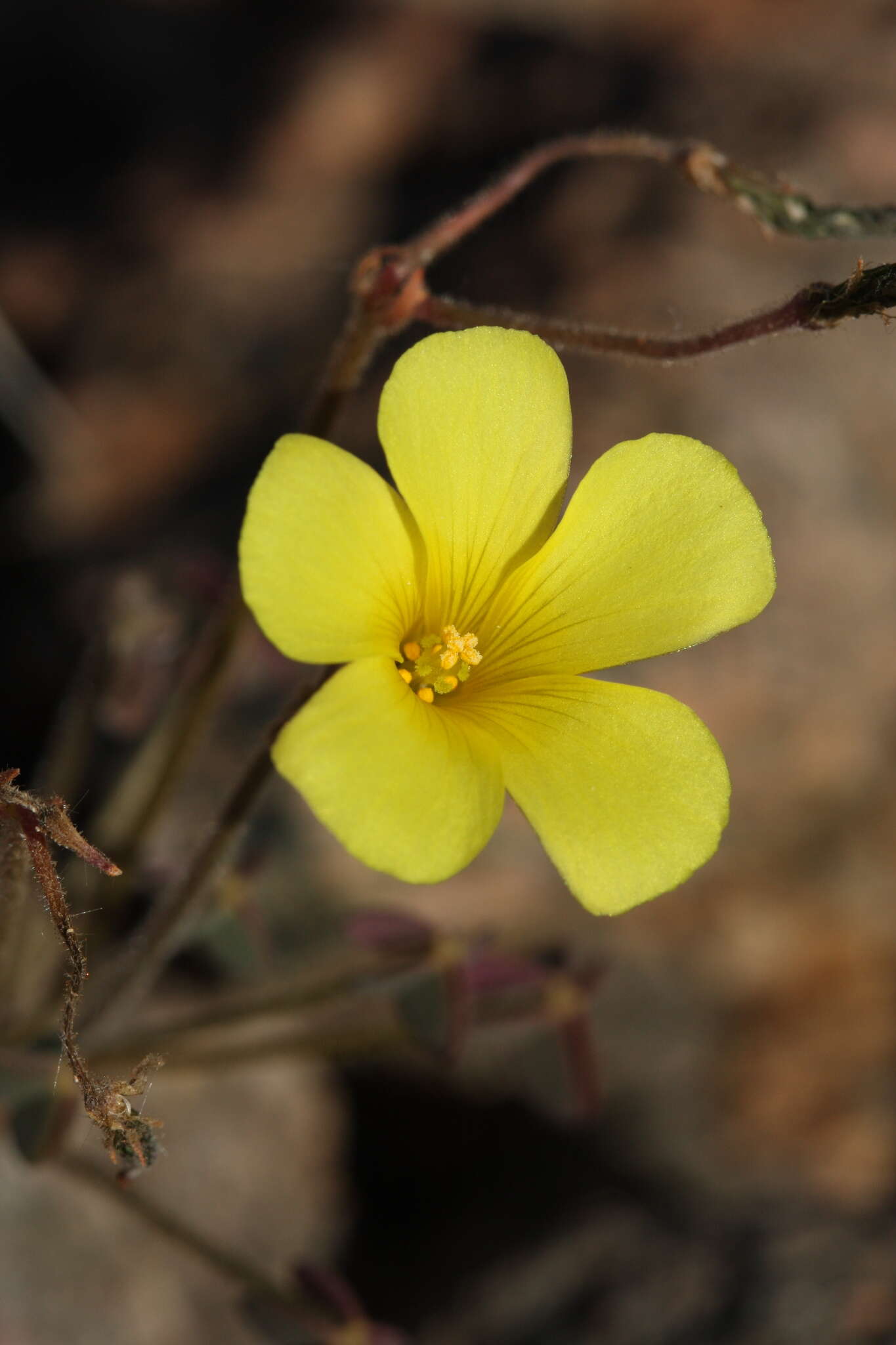 Image of Oxalis haedulipes Salter