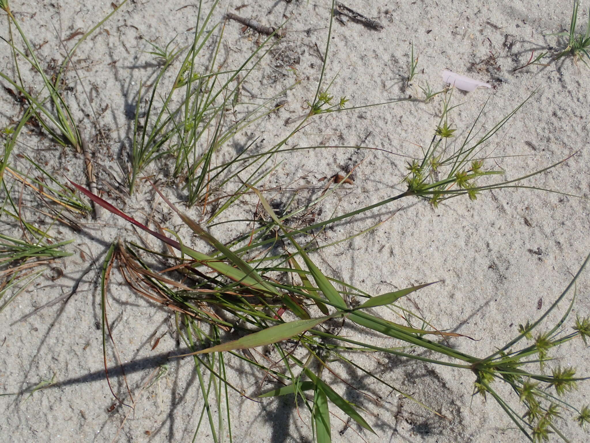 Image of Gray's Flat Sedge