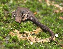 Image of Peaks Of Otter Salamander