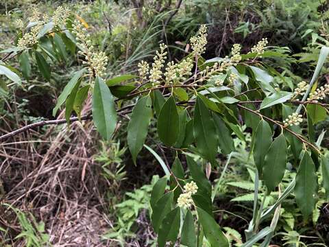 Plancia ëd Prunus spinulosa Sieb. & Zucc.