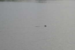 Image of Amazon River Dolphin