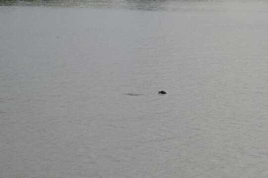 Image of Amazon River Dolphin