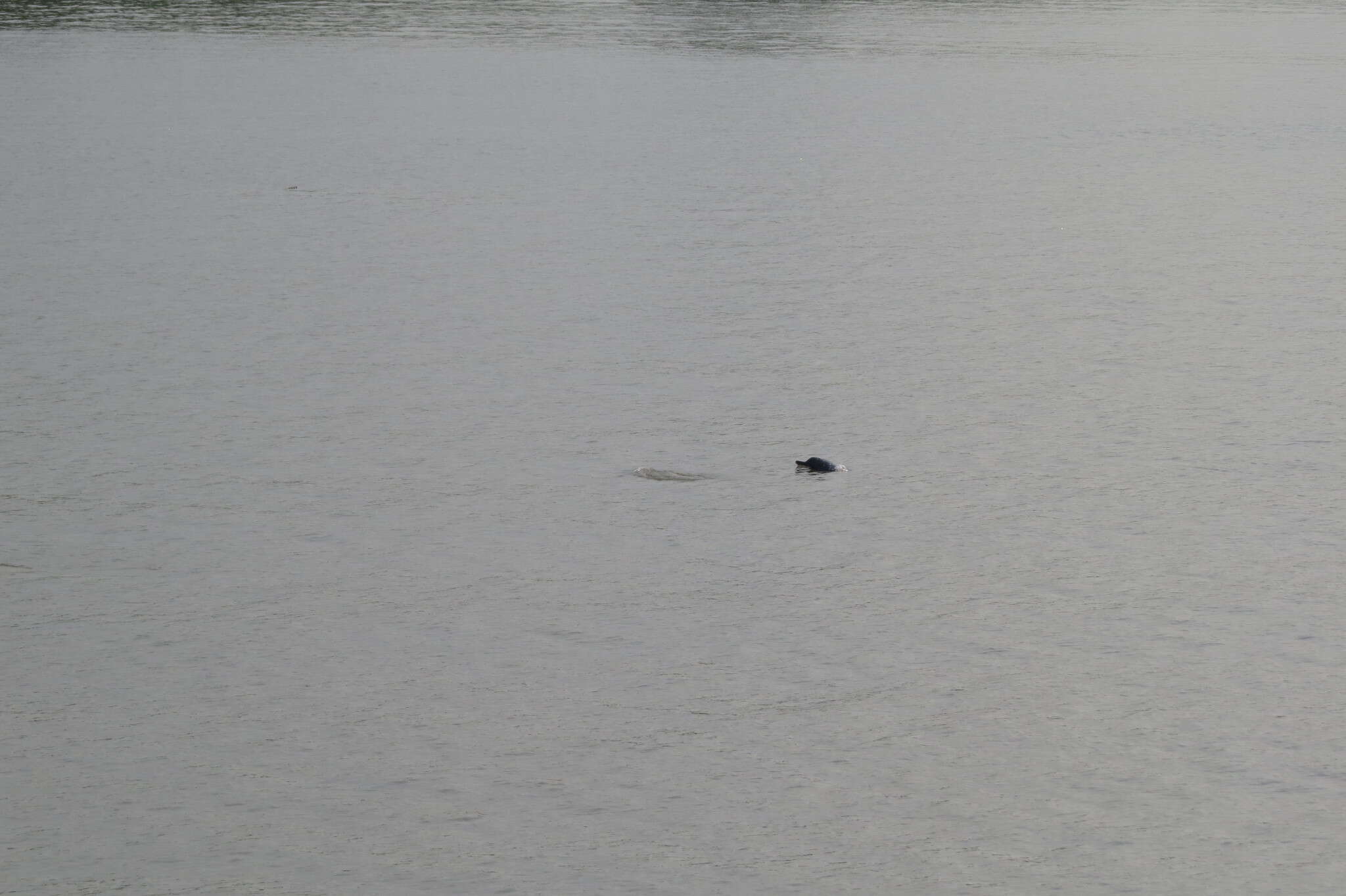 Image of Amazon River Dolphin