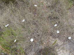 Image de Convolvulus capensis Burm. fil.