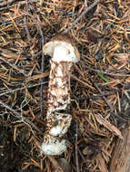 Image of Tricholoma dulciolens Kytöv. 1989