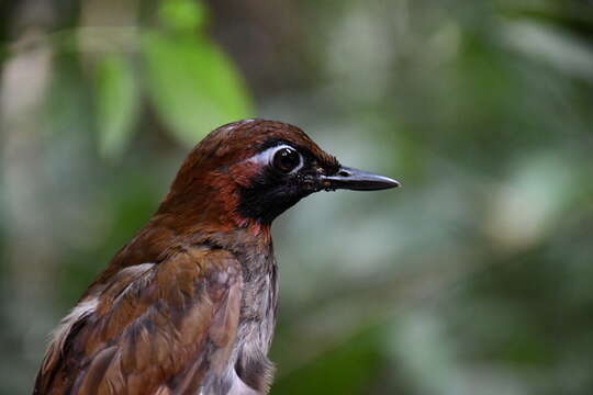 Image of Mayan Antthrush