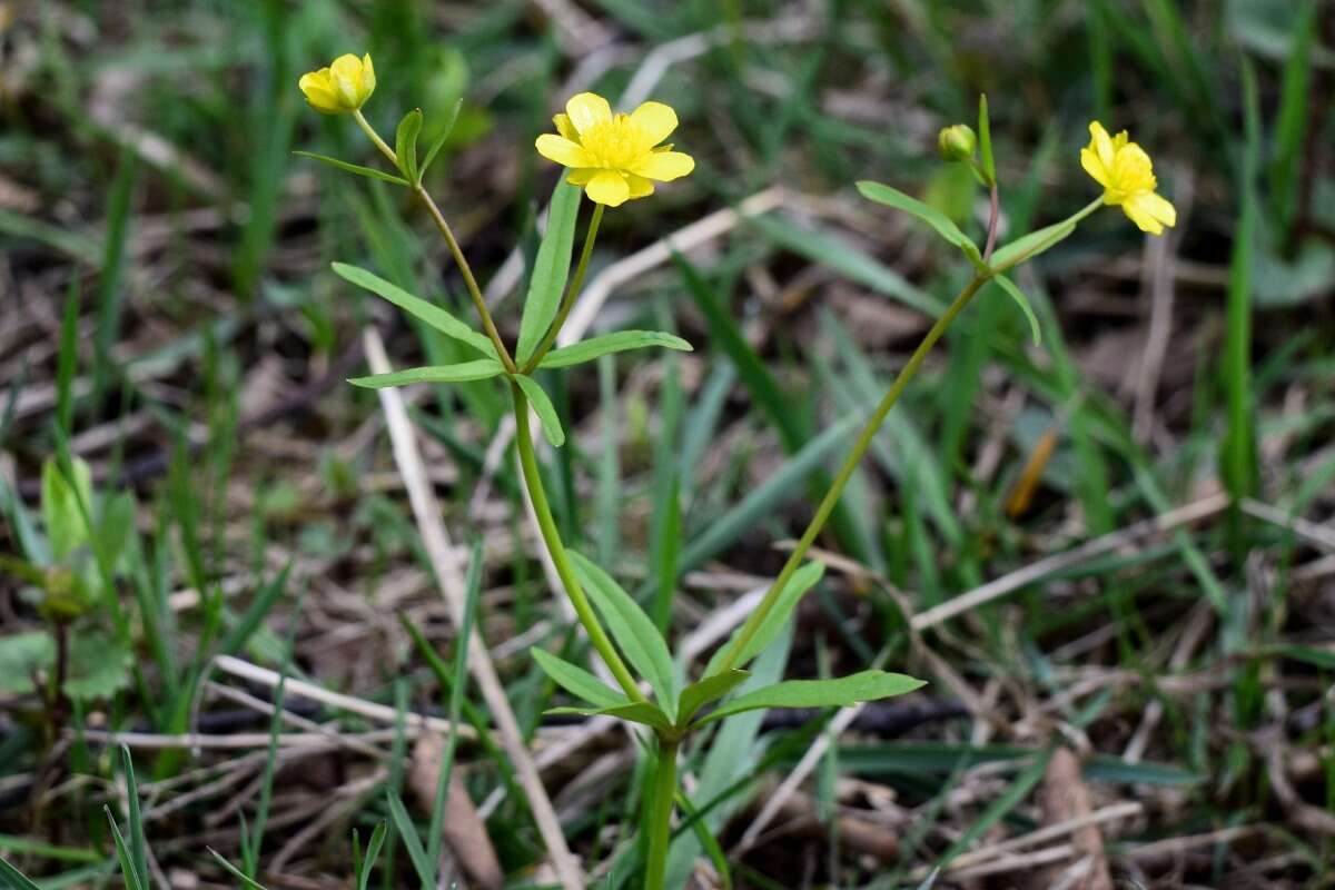 Image of Ranunculus monophyllus Ovcz.