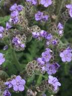 Imagem de Phacelia floribunda Greene