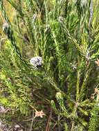 Image of Metalasia erectifolia Pillans
