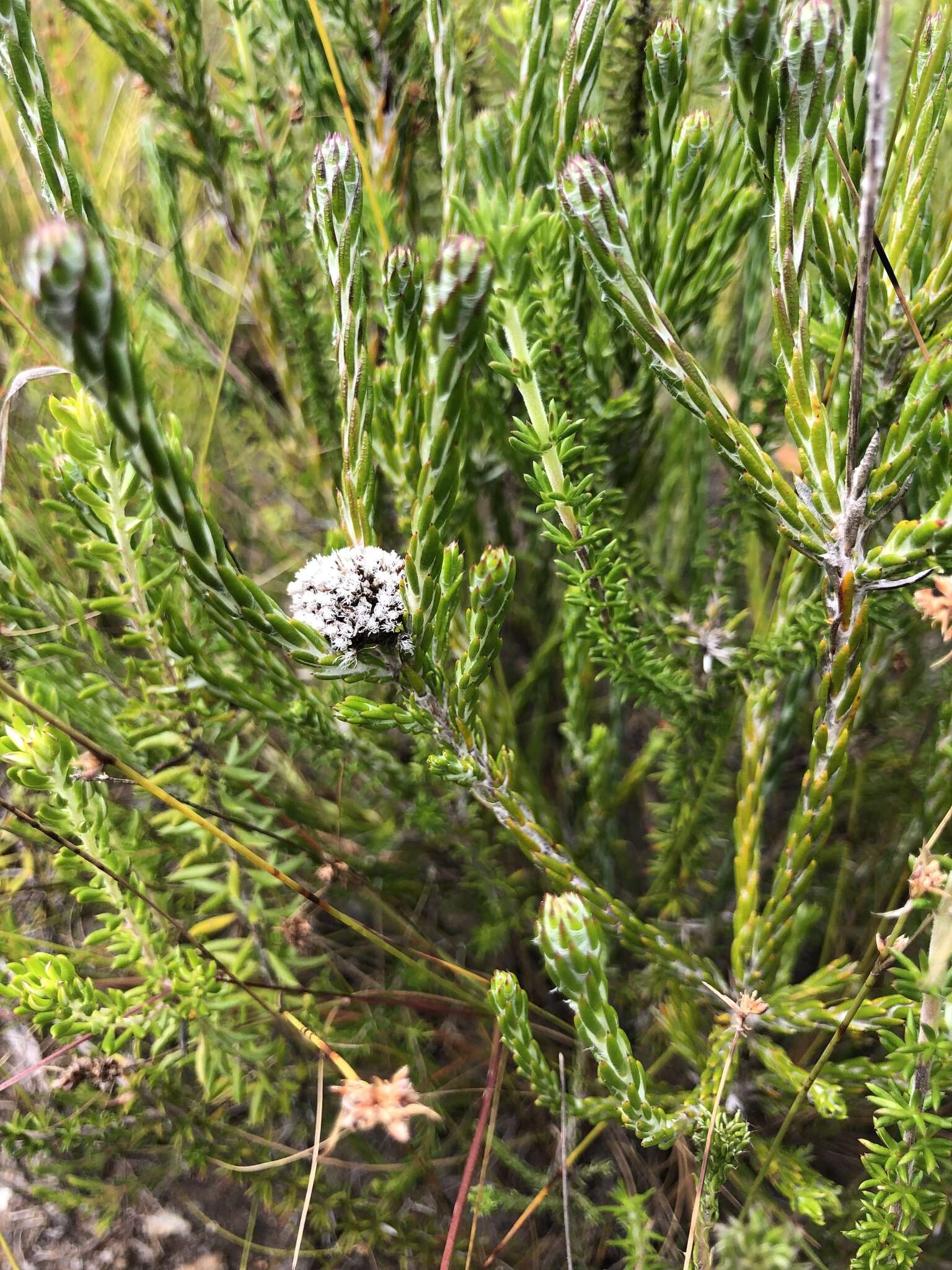 Image of Metalasia erectifolia Pillans
