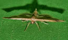 Image of Idaea trypheropa Meyrick 1889