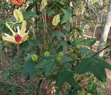 Image de Passiflora aurantia Forst. fil.